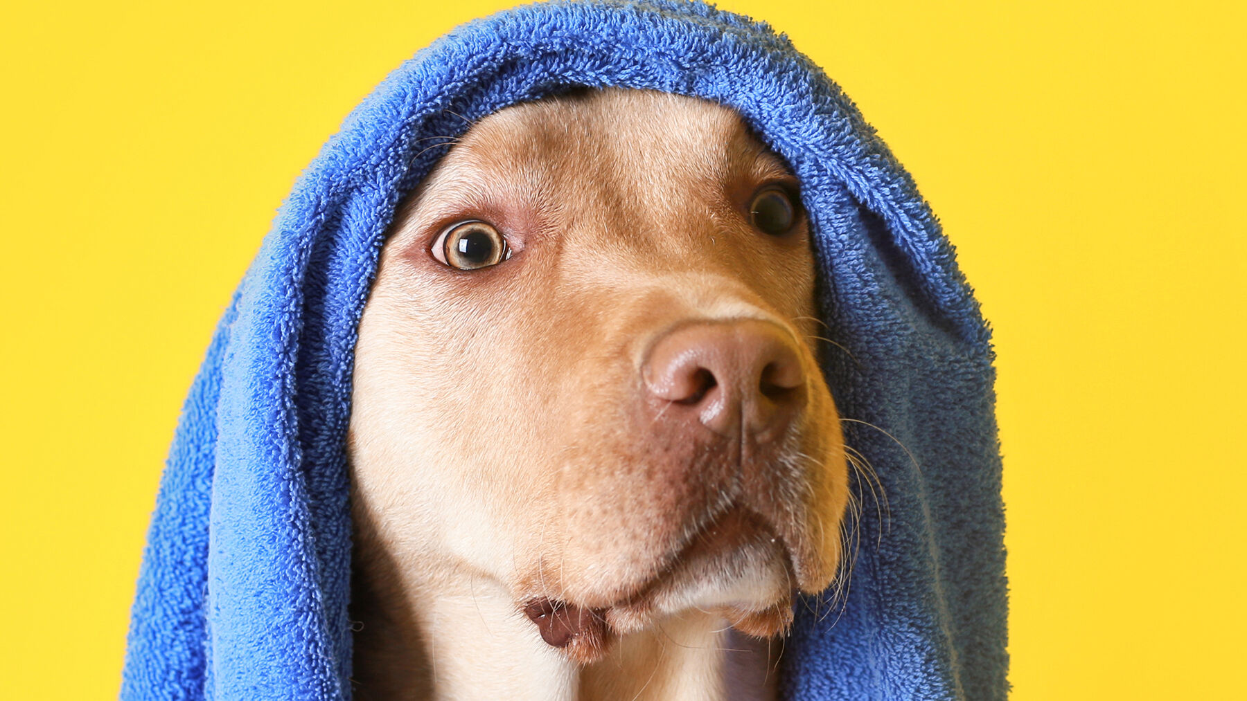 dog in towel